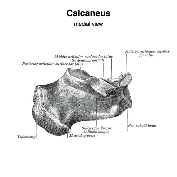 File:Calcaneus (Gray's illustration) (Radiopaedia 83338-97753 D 1).jpeg