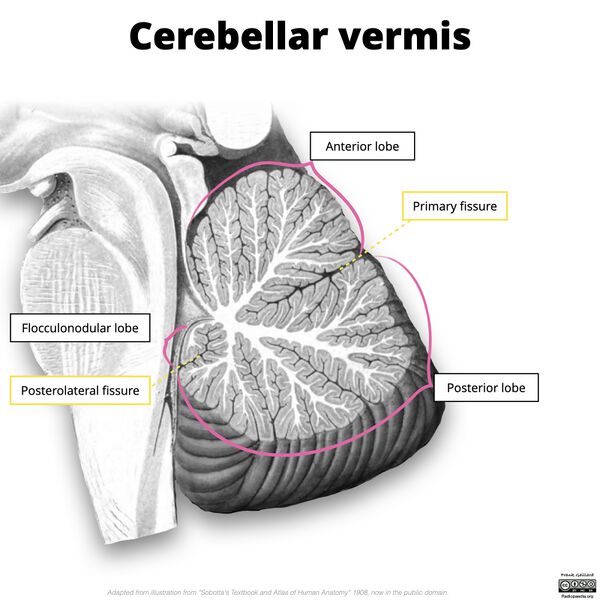 File:Cerebellar vermis (illustration) (Radiopaedia 90395-107720 B 1).jpg