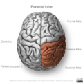 Neuroanatomy- superior cortex (diagrams) (Radiopaedia 59317-66669 Parietal lobe 1).png