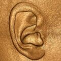External ear (Radiopaedia 36309).jpg