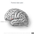 Neuroanatomy- lateral cortex (diagrams) (Radiopaedia 46670-51202 C 3).png