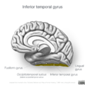 Neuroanatomy- medial cortex (diagrams) (Radiopaedia 47208-52697 N 1).png