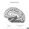 Neuroanatomy- medial cortex (diagrams) (Radiopaedia 47208-52697 Temporal lobe gyri 6).png