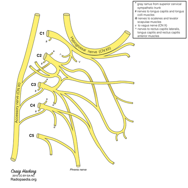File:Cervical plexus (diagram) (Radiopaedia 37804-39723 Phrenic nerve 1).png