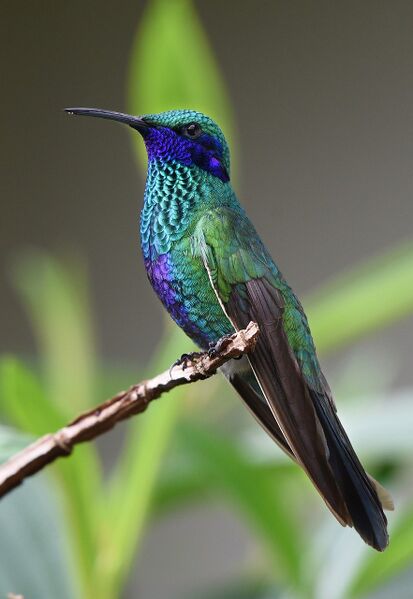 File:Hummingbird (photo) (Radiopaedia 76531).jpg