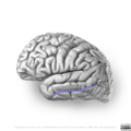 Neuroanatomy- lateral cortex (diagrams) (Radiopaedia 46670-51202 L 4).png