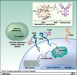 Structure of trastuzumab emtansine and mechanisms of action