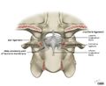 Alar and cruciform ligament anatomy (Radiopaedia 45136-49117 A 1).jpg