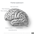 Neuroanatomy- lateral cortex (diagrams) (Radiopaedia 46670-51313 Frontal operculum 2).png