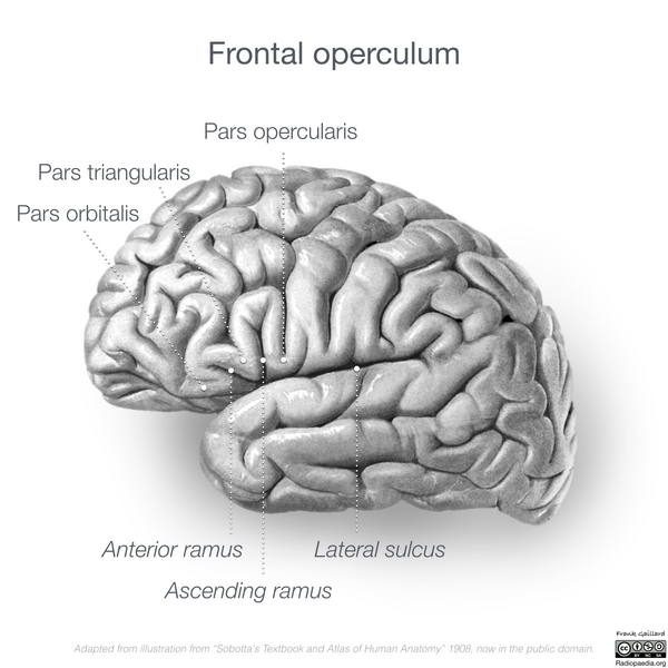 File:Neuroanatomy- lateral cortex (diagrams) (Radiopaedia 46670-51313 Frontal operculum 2).png