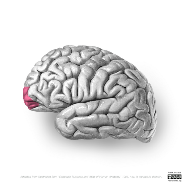 File:Neuroanatomy- lateral cortex (diagrams) (Radiopaedia 46670-51313 Frontal pole 4).png