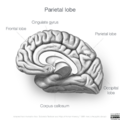 Neuroanatomy- medial cortex (diagrams) (Radiopaedia 47208-51763 Pareital lobe 3).png