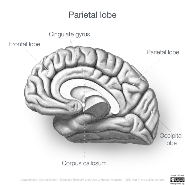File:Neuroanatomy- medial cortex (diagrams) (Radiopaedia 47208-51763 Pareital lobe 3).png