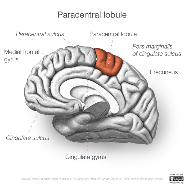 File:Neuroanatomy- medial cortex (diagrams) (Radiopaedia 47208-52697 Paracentral lobule 3).png