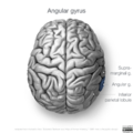 Neuroanatomy- superior cortex (diagrams) (Radiopaedia 59317-66671 Angular gyrus 1).png