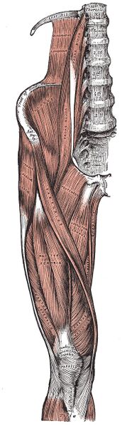 File:Anterior leg muscles - Gray's anatomy illustration (Radiopaedia 36326).jpg