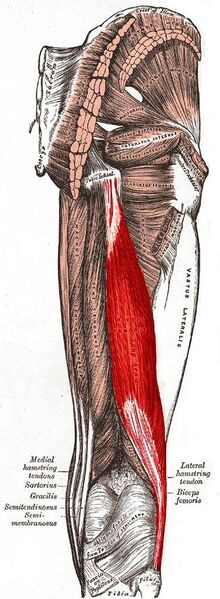 File:Biceps femoris muscle - Gray's anatomy illustration (Radiopaedia 36333-37888 A 1).jpg
