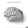 Neuroanatomy- lateral cortex (diagrams) (Radiopaedia 46670-51313 M 3).png