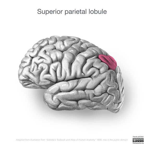File:Neuroanatomy- lateral cortex (diagrams) (Radiopaedia 46670-51313 M 3).png