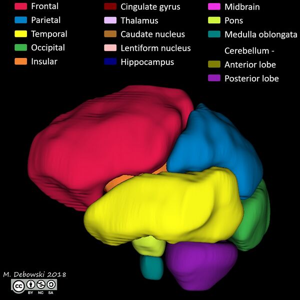 File:Brain lobes - annotated MRI (Radiopaedia 61691-69700 3D reconstruction 38).JPG