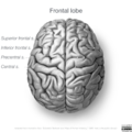 Neuroanatomy- superior cortex (diagrams) (Radiopaedia 59317-66670 Frontal lobe gyri 8).png