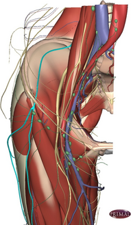 Path of the lateral cutaneous nerve