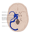 Dural venous sinuses (illustration) (Radiopaedia 36180).png