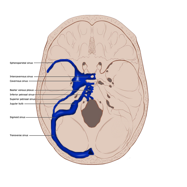 File:Dural venous sinuses (illustration) (Radiopaedia 36180).png