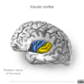 Neuroanatomy- insular cortex (diagrams) (Radiopaedia 46846-51375 E 2).png