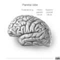 Neuroanatomy- lateral cortex (diagrams) (Radiopaedia 46670-51313 Pareital lobe gyri 3).png