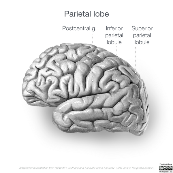 File:Neuroanatomy- lateral cortex (diagrams) (Radiopaedia 46670-51313 Pareital lobe gyri 3).png