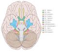 Cranial nerve origins (illustration) (Radiopaedia 35922).jpg