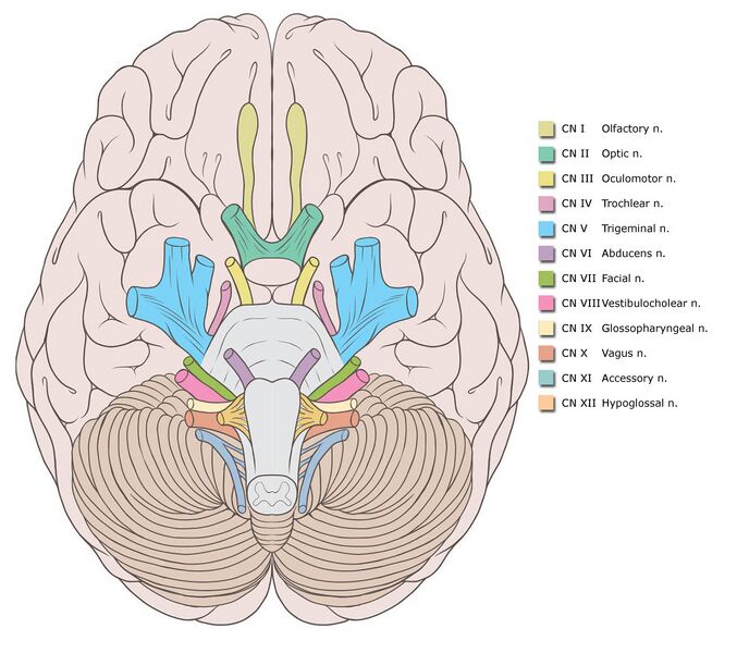 File:Cranial nerve origins (illustration) (Radiopaedia 35922).jpg