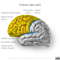 Neuroanatomy- lateral cortex (diagrams) (Radiopaedia 46670-51201 Frontal lobe 1).png