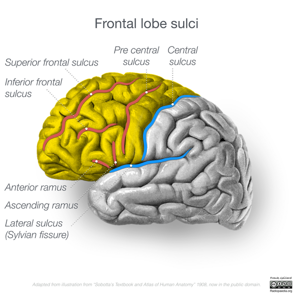 File:Neuroanatomy- lateral cortex (diagrams) (Radiopaedia 46670-51201 Frontal lobe 1).png
