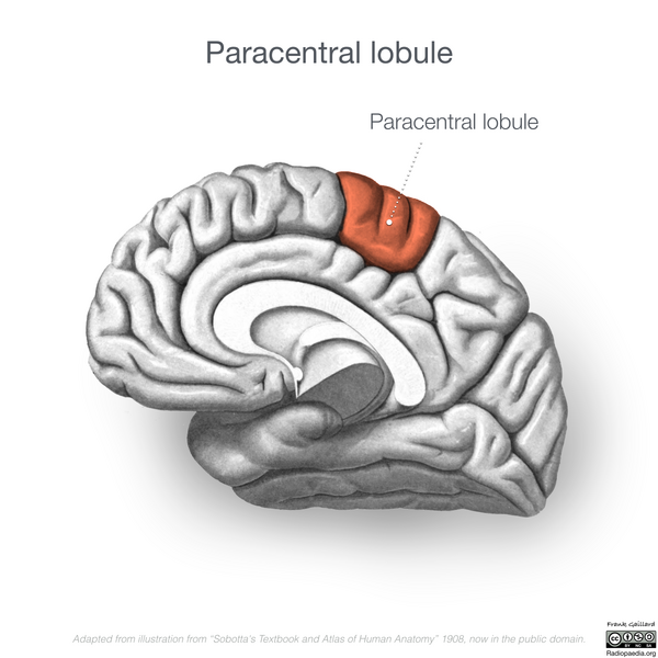 File:Neuroanatomy- medial cortex (diagrams) (Radiopaedia 47208-52697 Paracentral lobule 14).png