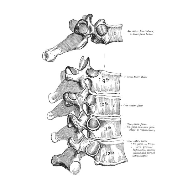 File:Atypical thoracic vertebrae (Gray's illustration) (Radiopaedia 82887).jpeg
