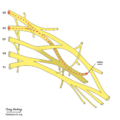 Brachial plexus (diagram) (Radiopaedia 37612-39492 Axillary nerve 1).png