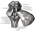 Corpora quadrigemina - Gray's anatomy illustration (Radiopaedia 36281).jpg