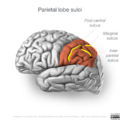 Neuroanatomy- lateral cortex (diagrams) (Radiopaedia 46670-51201 Parietal lobe 2).png