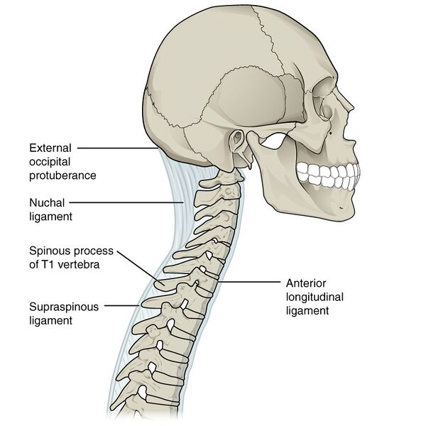 File:Bones and ligaments of the vertebral column (illustrations) (Radiopaedia 42770-45935 F 1).jpg
