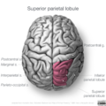 Neuroanatomy- superior cortex (diagrams) (Radiopaedia 59317-66671 C 1).png