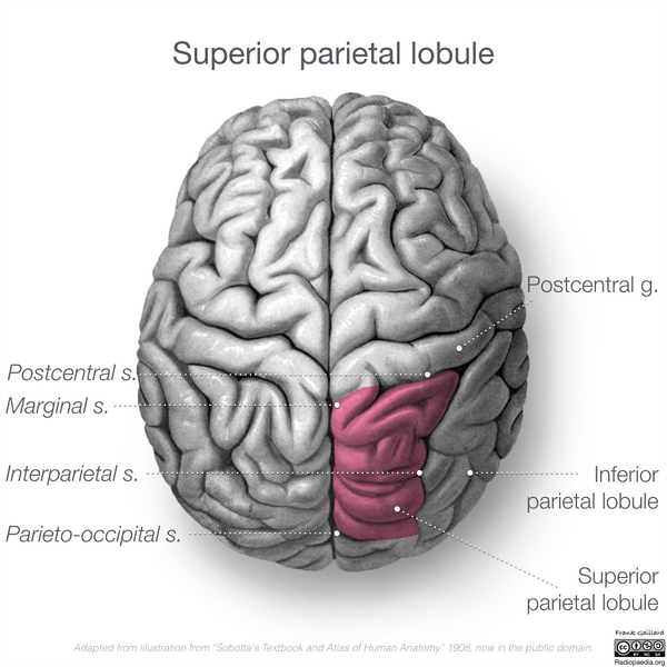 File:Neuroanatomy- superior cortex (diagrams) (Radiopaedia 59317-66671 C 1).png