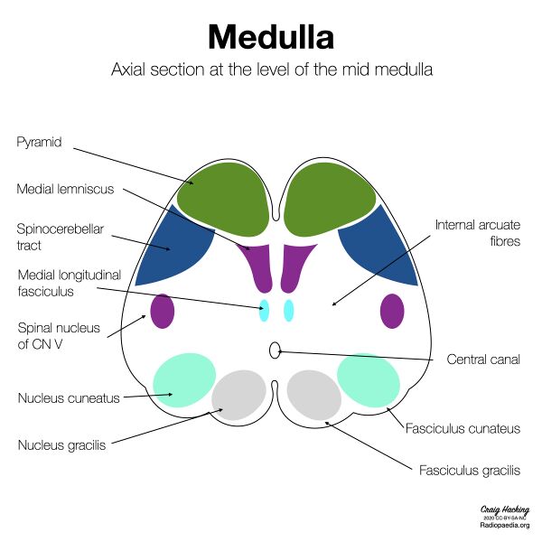 File:Brainstem cross-sectional anatomy (diagrams) (Radiopaedia 81958-95923 Mid medulla 1).jpeg
