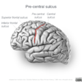 Neuroanatomy- lateral cortex (diagrams) (Radiopaedia 46670-51202 Precentral sulcus 2).png