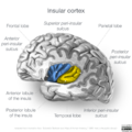 Neuroanatomy- insular cortex (diagrams) (Radiopaedia 46846-51375 E 7).png