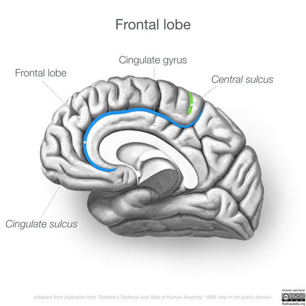 File:Neuroanatomy- medial cortex (diagrams) (Radiopaedia 47208-51763 D 2).png