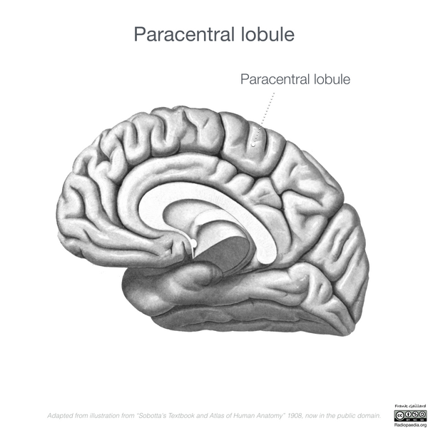 File:Neuroanatomy- medial cortex (diagrams) (Radiopaedia 47208-52697 Paracentral lobule 11).png