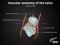 Anatomy of the talus (Radiopaedia 31891-32847 C 1).jpg