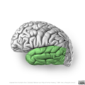 Neuroanatomy- lateral cortex (diagrams) (Radiopaedia 46670-51156 Temporal lobe 1).png